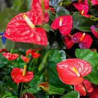 Mixed Anthurium Flower Seeds