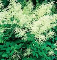 White Aruncus Dioicus Flower for Planting Heirloom Non-GMO High Germination Organic Garden for Balcony Gardens Seeds -