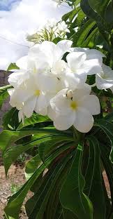 White Streptocarpus Flower Seeds