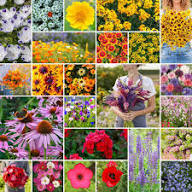 Mixed Perennial Flower Seeds - Heirloom Non GMO High Germination Organic Flower Seeds for Planting