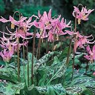 Pink Erythronium Flower Seeds Exotic Flowering Plants Colorful Backyard Beauty Seeds for Planting - Heirloom Non GMO Hig