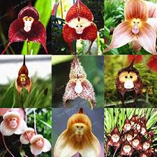 Monkey Orchid Flower Seeds for Planting Heirloom Non - Heirloom Non GMO High Germination Organic Flower Seeds