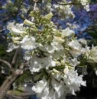 White Jacaranda Flower Flower Seeds - Heirloom Non GMO High Germination Organic Garden Planting Seeds