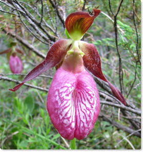 Pink Lady Slipper Flower Seeds - Heirloom, Non GMO, High Germination, Organic Garden Seeds