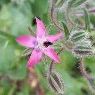 Pink Borage Flower Seeds