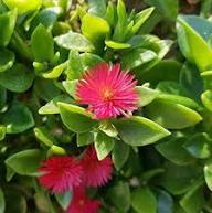 Pink Aptenia Flower Seeds