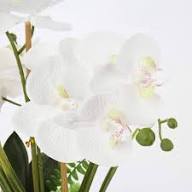 White Phalaenopsis Orchid Flower Seeds