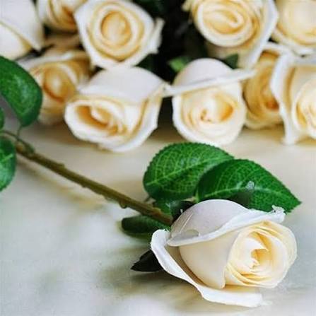 Cream Rose Flower Seeds