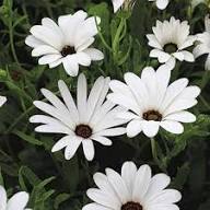 White Arctotis Flower Seeds Heirloom Non GMO High Germination Organic Garden Seeds for Colorful Blooms Seeds for