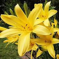 Yellow Agapanthus Flower Seeds