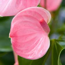 Baby Pink White Anthurium Flower Seeds