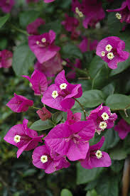 Orange Bougainvillea Flower Seeds - Heirloom Non GMO Premium Garden Seeds for Planting