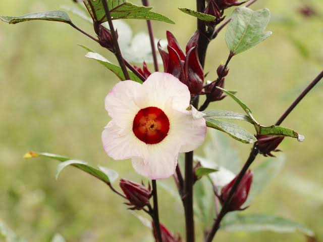 PINK HIBISCUS ROSELLA Flower Seeds