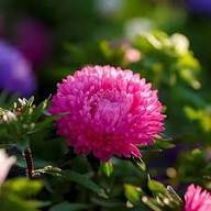 Aster Flower Seeds - Heirloom, Non-GMO, High Germination Flower Seeds for Planting