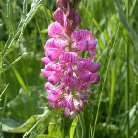 PINK VICIFOLIA FLOWER SEEDS HEIRLOOM NON-GMO HIGH GERMINATION ORGANIC GARDEN SEEDS FOR PLANTING Seeds - Heirloom Non GMO