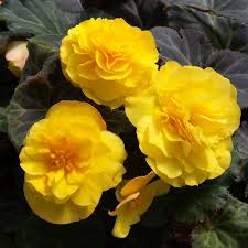 Yellow Begonia Flowers Seeds