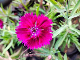 Dianthu Exotics Flower Seeds Flowering Plants Colorful Backyard Beauty Landscape - Heirloom Non GMO High Germination