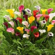 Calla Lily Flower Seeds - Heirloom, Non-GMO, High Germination Flower Seeds for Planting
