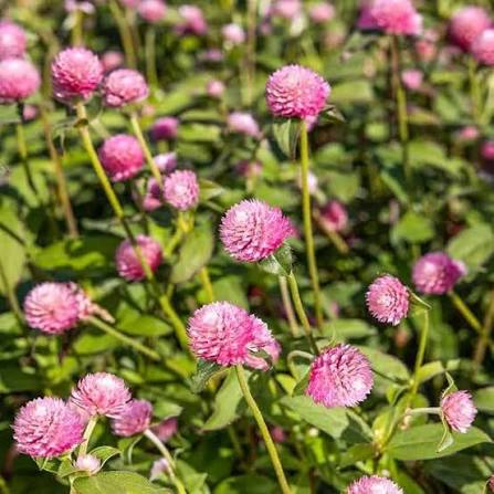 Pink Gomphrena Flower Seeds