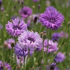 Violet Centaurea Flower Flower Seeds - Heirloom Non GMO High Germination Organic Garden Planting Seeds