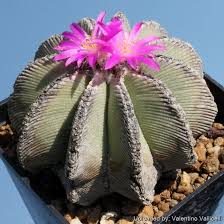 Pink Aztekium hintonii Flower Flower Seeds - Heirloom Non GMO High Germination Organic Garden Planting Seeds