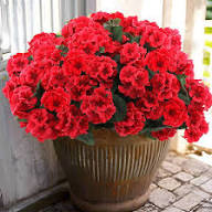 Red Red Geranium Flower Fresh Planting Geraniums Flower Seeds Home Garden Planting Seeds for Planting Heirloom Non-GMO