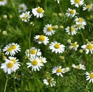 White Camomile Flower Seeds