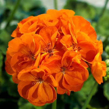 Orange Geranium Flower Seeds Exotic Flowering Plants for Vibrant Backyard Beauty