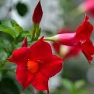 Red Dipladenia Flower for Planting Heirloom Non-GMO High Germination Organic Garden Seeds - Heirloom Non GMO High Germi