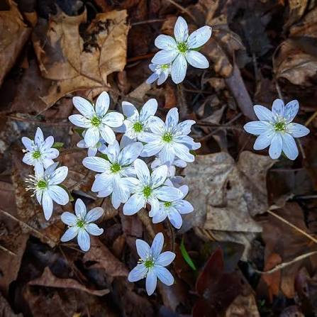 White Hepatica Flower Seeds