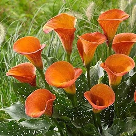 Orange Zantedeschia Calla Lily Flower Seeds