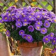 Purple Aster Flower Flower Seeds - Heirloom Non GMO High Germination Organic Garden Planting Seeds