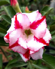 Double Desert Rose Flower Seeds for Planting - Heirloom & Non-Gmo Seeds for Home Garden