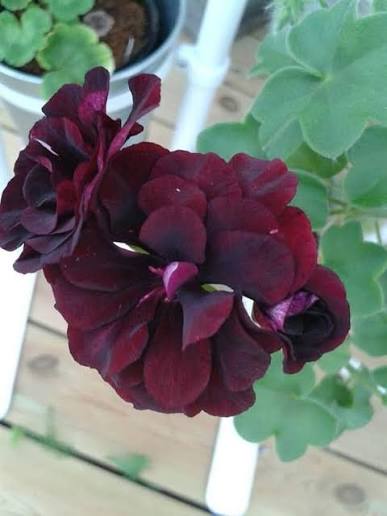 Maroon Geranium Flower Seeds