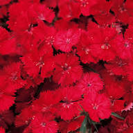 Red Dianthus Flower Seeds Heirloom Non GMO High Germination Organic Garden Seeds for Colorful Blooms