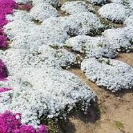 White Cress Flower Seeds Exotic Flowering Plants - Heirloom Non GMO High Germination Organic Garden Seeds