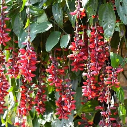 Thunbergia coccinea Flower Heirloom Non-GMO High Germination Organic Garden for Planting Seeds - Heirloom Non GMO High