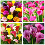 White Calla Flower Seeds - Heirloom, Non-GMO, High Germination Flower Seeds for Planting