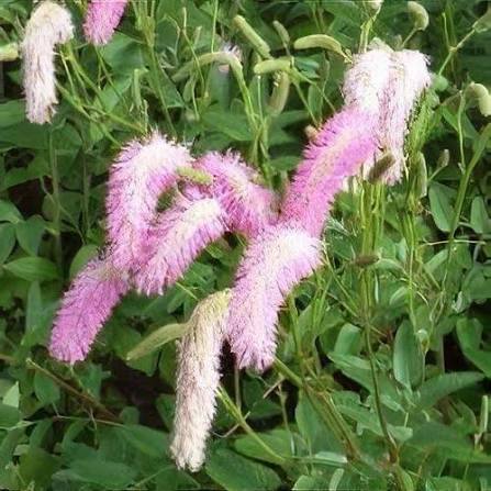 Pink Organic Sanguisorba Flower Seeds Heirloom Non GMO High Germination Organic Garden Seeds Seeds for Planting - Heirlo