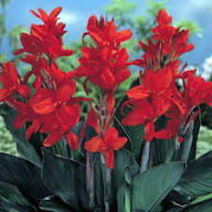 Red Elwyn Canna Flower Exotic Flowering Plants for Planting Heirloom Non-GMO High Germination Organic Garden for Colo