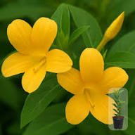 Yellow Lunaria Flowers Seeds Heirloom Non GMO High Germination Organic Garden Seeds Colorful Seeds for Planting - Heirlo