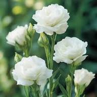 White Eustoma Flower Seeds – Heirloom, Non-GMO, High Germination Seeds