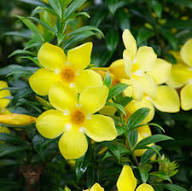 Yellow Sanderi Flower Seeds Rare Blooming Plants for Balcony and Patio Gardening for Colorful Seeds for Planting Heirloo