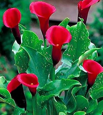 Red Calla Lilly Flower Seeds