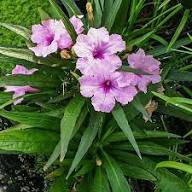 Pink Pink Petunia Flower Dark Fresh Planting Dark Petunias Flower Seeds Home Garden Seeds for Planting Heirloom Non-GMO