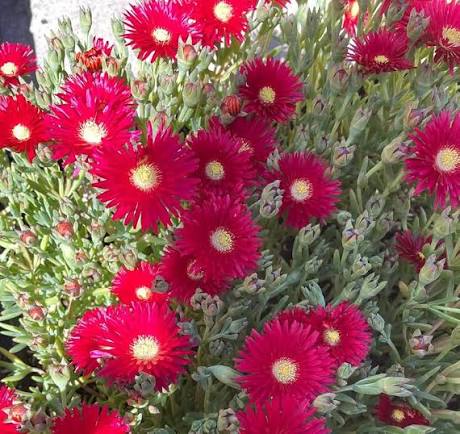 Red Delosperma Flower Seeds