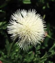 White Centaurea Flower Seeds - Heirloom Non GMO High Germination Garden Seeds for Planting