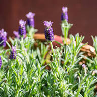 Purple Creeping Flower Seeds