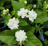 White Jasmine Bonsai Flower Seeds Heirloom Non GMO High Germination Organic Garden Seeds for Planting Fragrant Ornamenta