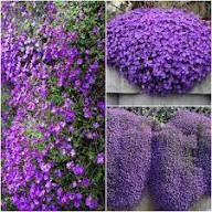 Purple Aubrieta Flower Flower Seeds - Heirloom Non GMO High Germination Organic Garden Planting Seeds